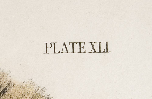 Audubon, John James (1785-1851) Pennants Marten or Fisher, Plate XLI, detail view 5